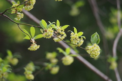 Lindera umbellata