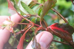 Arachnothryx monteverdensis