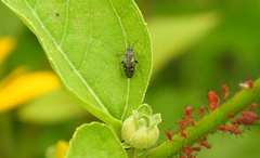 Plagiognathus obscurus