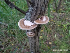 Daedaleopsis confragosa