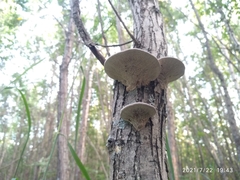 Daedaleopsis confragosa