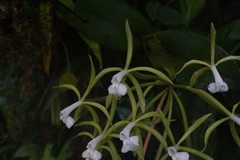 Epidendrum lacustre