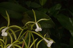 Epidendrum lacustre
