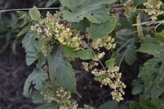 Humulus lupulus