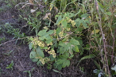 Humulus lupulus