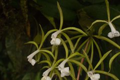 Epidendrum lacustre
