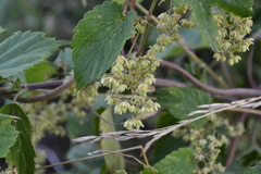 Humulus lupulus