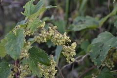 Humulus lupulus