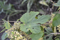 Humulus lupulus