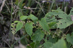 Humulus lupulus