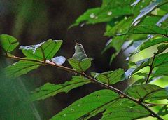 Phylloscopus trochiloides