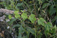Humulus lupulus