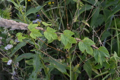 Humulus lupulus