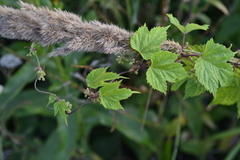 Humulus lupulus