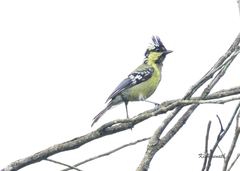 Machlolophus aplonotus