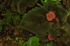 Miconia reflexa