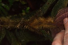 Miconia reflexa