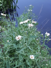 Symphyotrichum × salignum