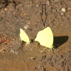Phoebis neocypris virgo