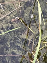 Rana luteiventris