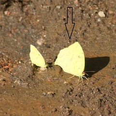 Phoebis neocypris virgo
