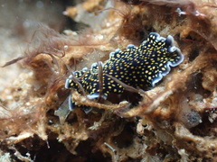 Pseudoceros microcelis