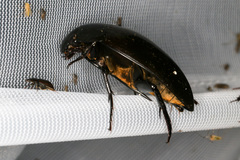 Hydrophilus ovatus