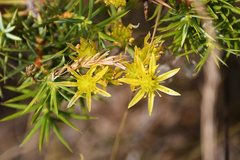 Petrosedum amplexicaule