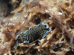 Pseudoceros microcelis