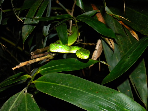 Southern Large-scaled pit viper