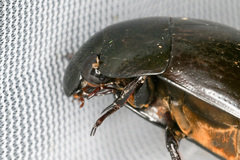Hydrophilus ovatus