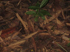 Dendrobates truncatus