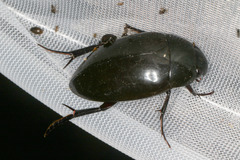 Hydrophilus ovatus