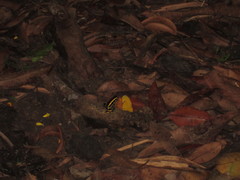 Dendrobates truncatus