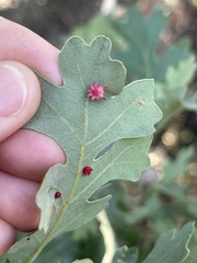 Cynips douglasii