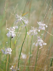 Allium podolicum