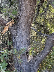 Cynips douglasii