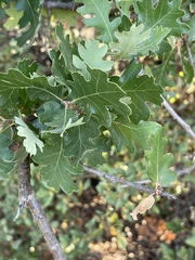 Cynips douglasii