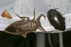 Hydrophilus ovatus