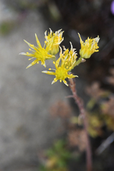 Petrosedum amplexicaule