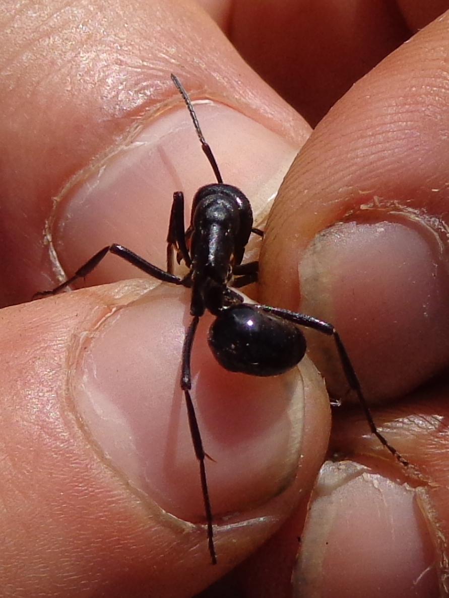 Streblognathus aethiopicus
