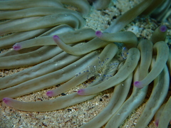 Periclimenes aegylios