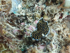 Pseudoceros microcelis