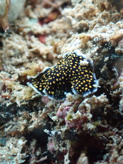 Pseudoceros microcelis