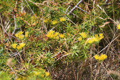 Petrosedum amplexicaule