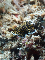 Pseudoceros microcelis