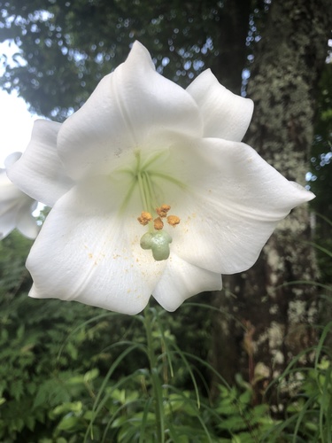 Benguet Lily (Lilium philippinense)