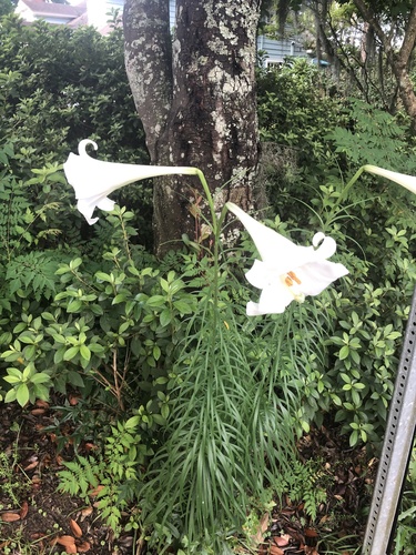 Lilium philippinense, photograph 2