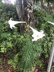 Lilium philippinense