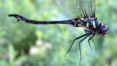 Somatochlora elongata